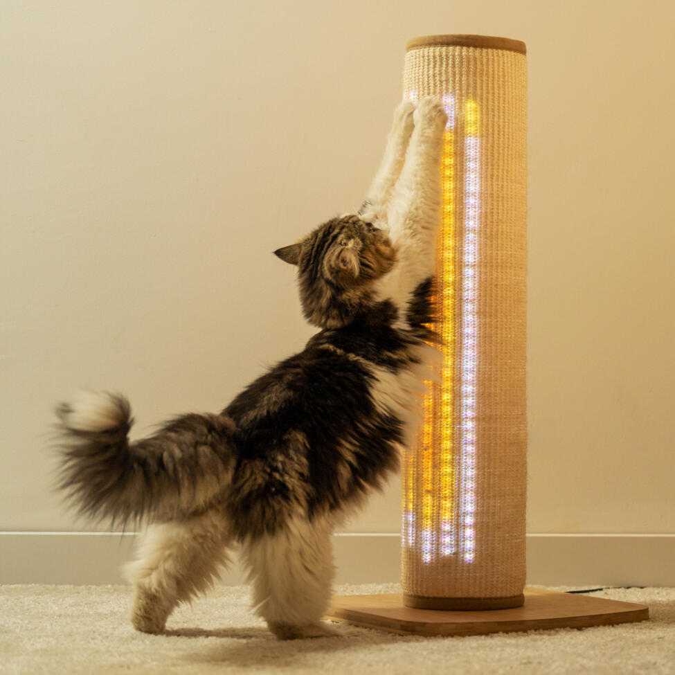 Un chat utilisant le griffoir à crème lumineuse Switch 
