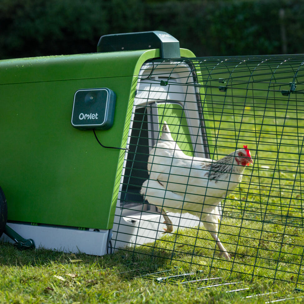 White chicken coming out of the Eglu Go chicken coop using the automatic door opener
