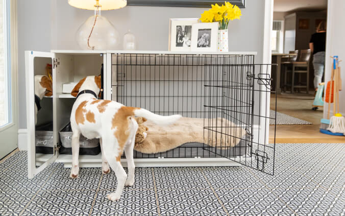 Ontdek hoe u moeiteloos een oudere hond aan een bench kunt laten wennen Ontdek hoe u moeiteloos een oudere hond aan een bench kunt laten wennen