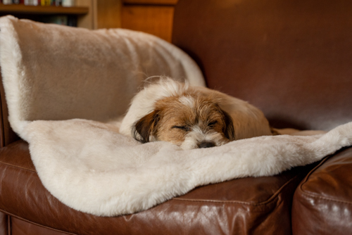 Chien au dessus de lit - France