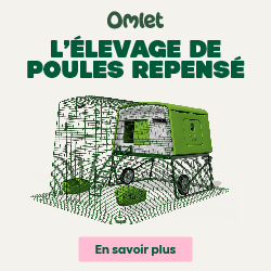 L'elevage de poules repense