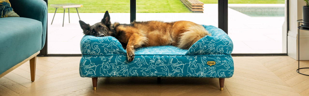 Dog resting in an Omlet dog bed