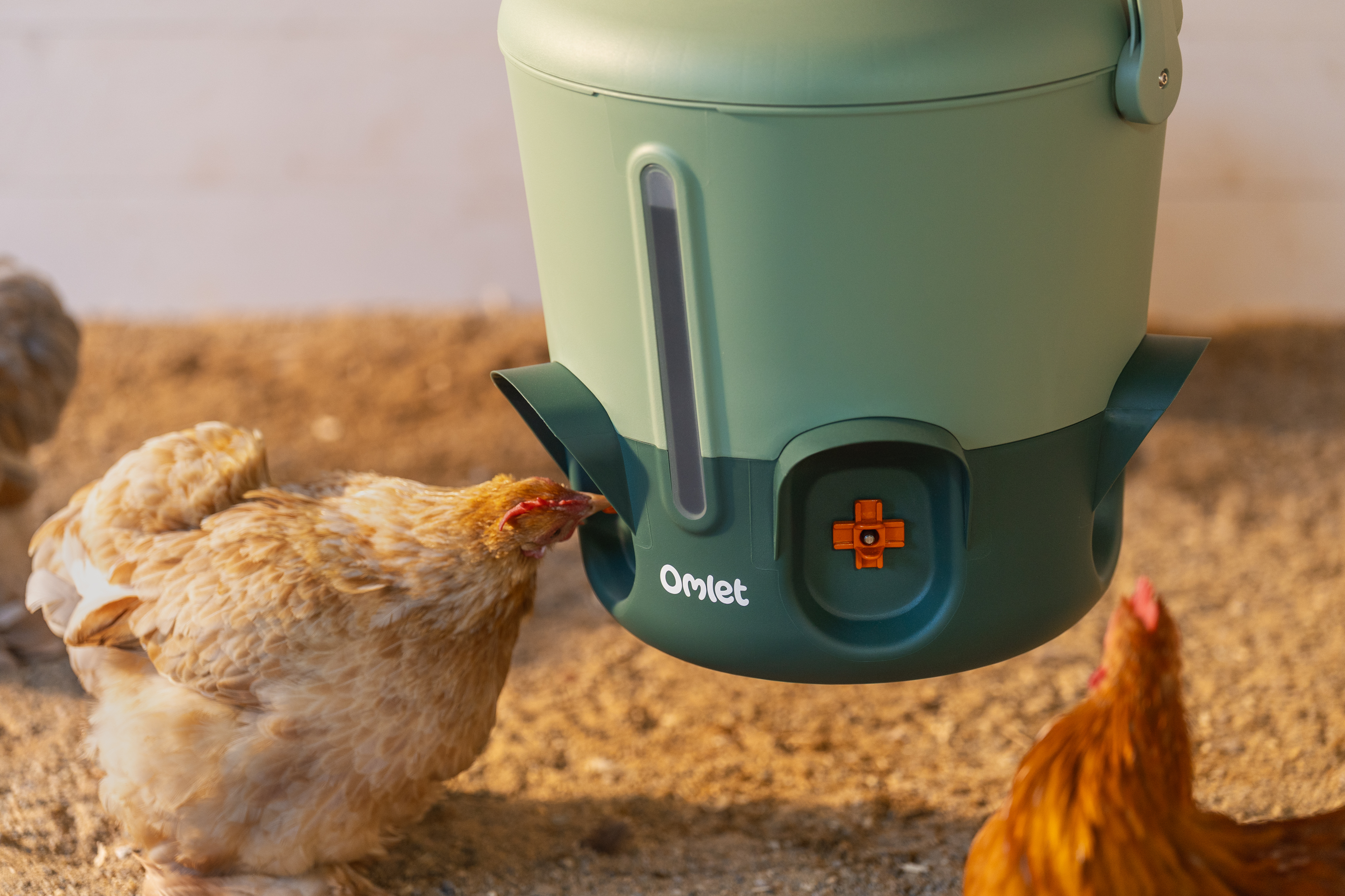 Ein Huhn trinkt aus dem isolierten Wasserspender für Hühner mit Trinknippel