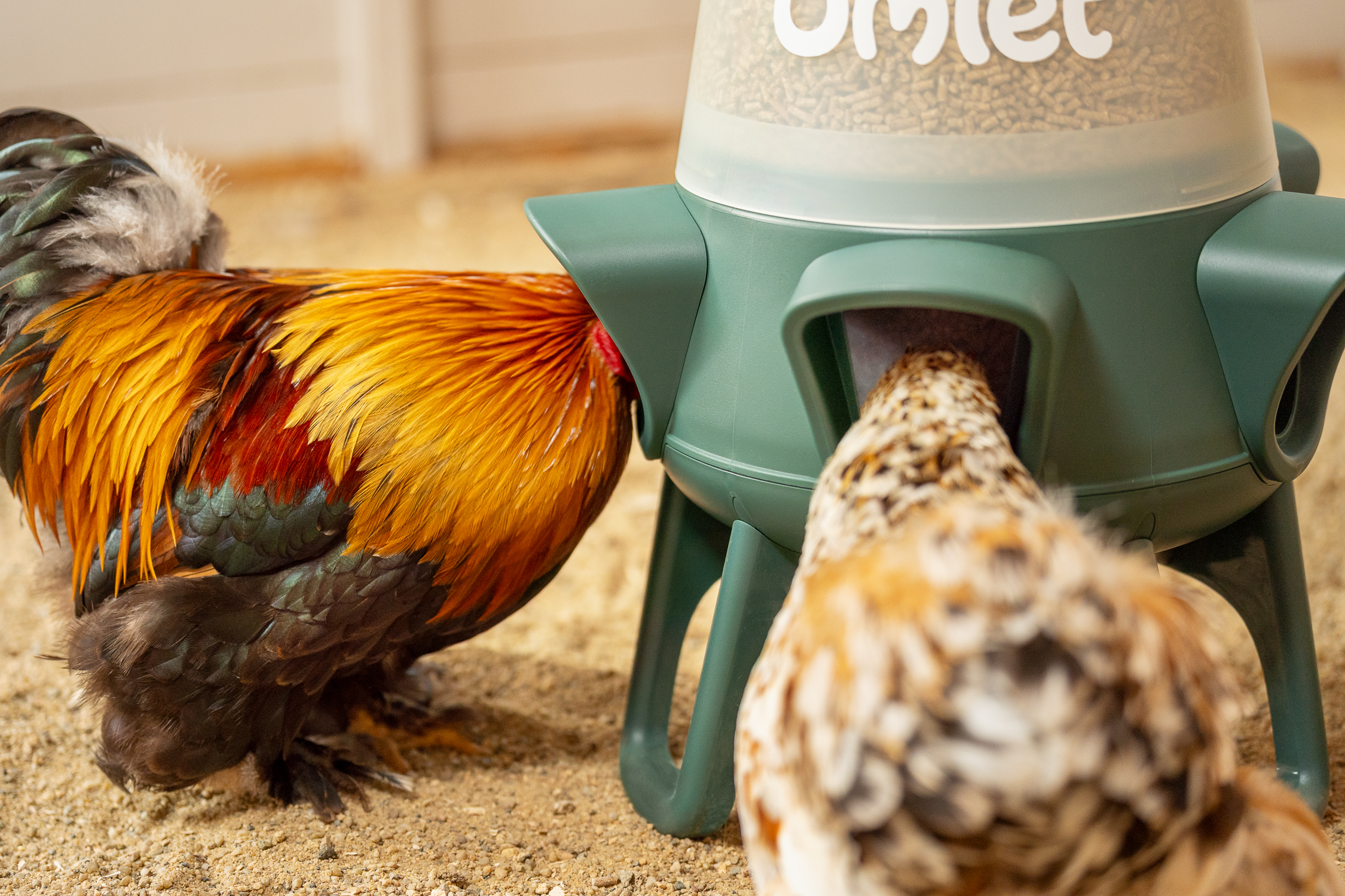 høns, der spiser fra en spildfri foderautomat i et hønsehus af træ