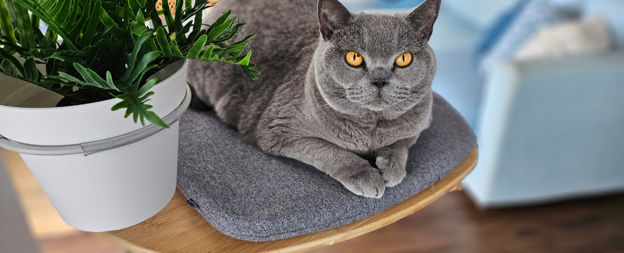 freestyle cat banner