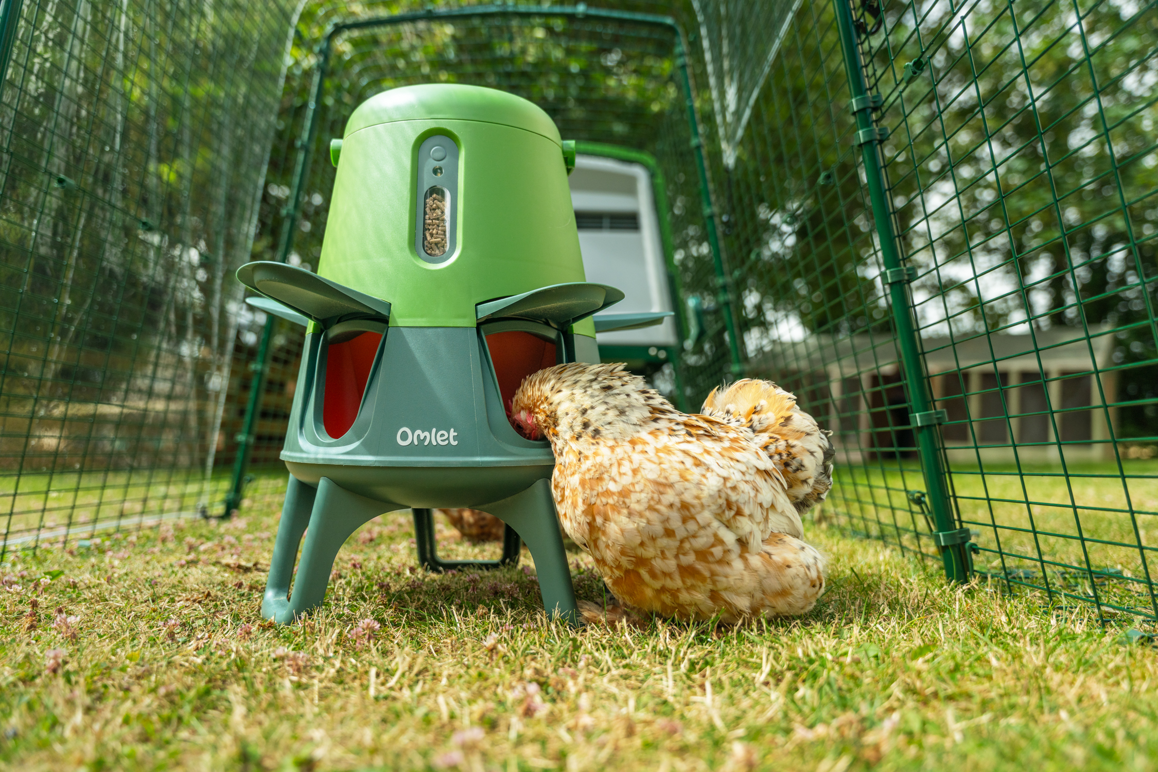 Höna i Eglu Cube-hönsgård som äter ur Omlets gröna smarta spillfria foderautomat