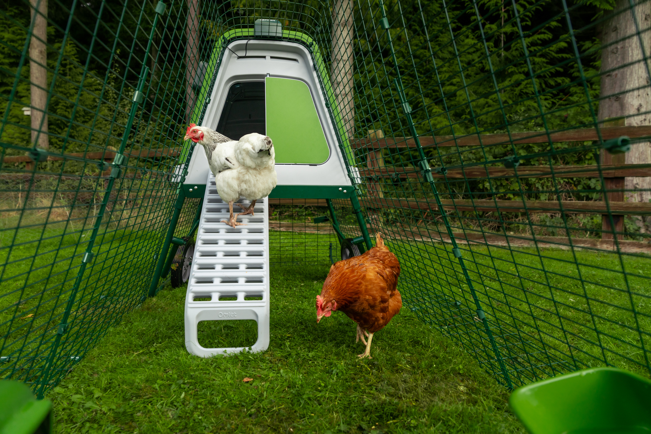 chicken walking up a ladder to an eglu go up with another chicken in the chicken run