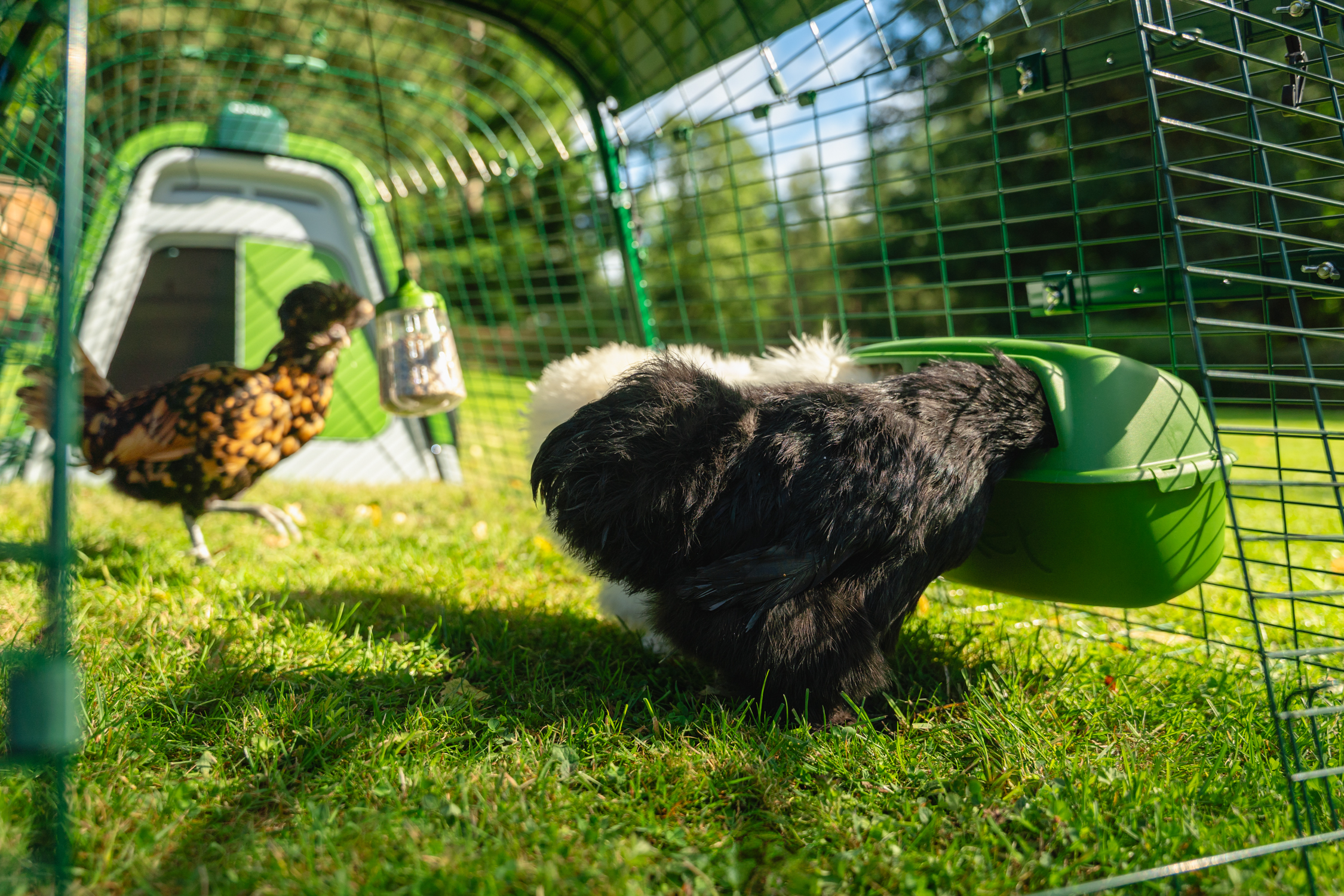 two chickens eating from an eglu go feeder in an eglu go chicken run with the coop and another chicken in the background