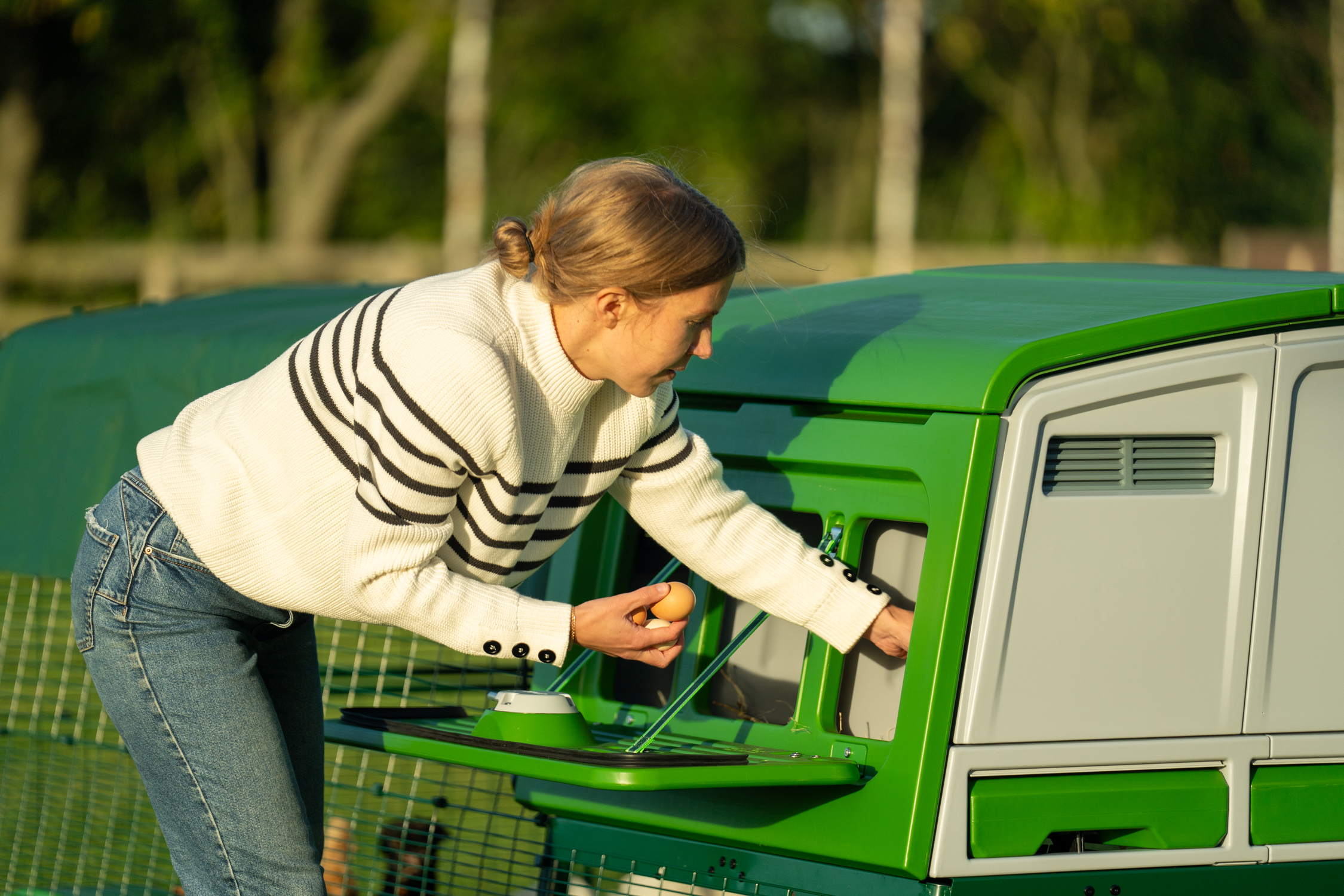 woman taking eggs out of chicken coop