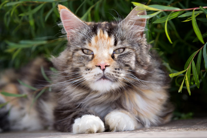 En maine coon med vacker tjock päls