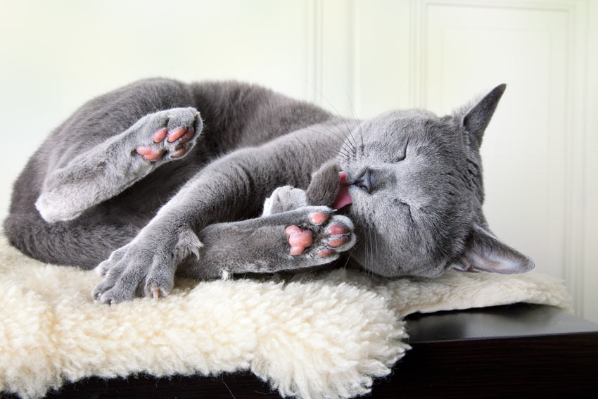 A Russian Blue Cat with a hypoallergenic coat cleaning itself