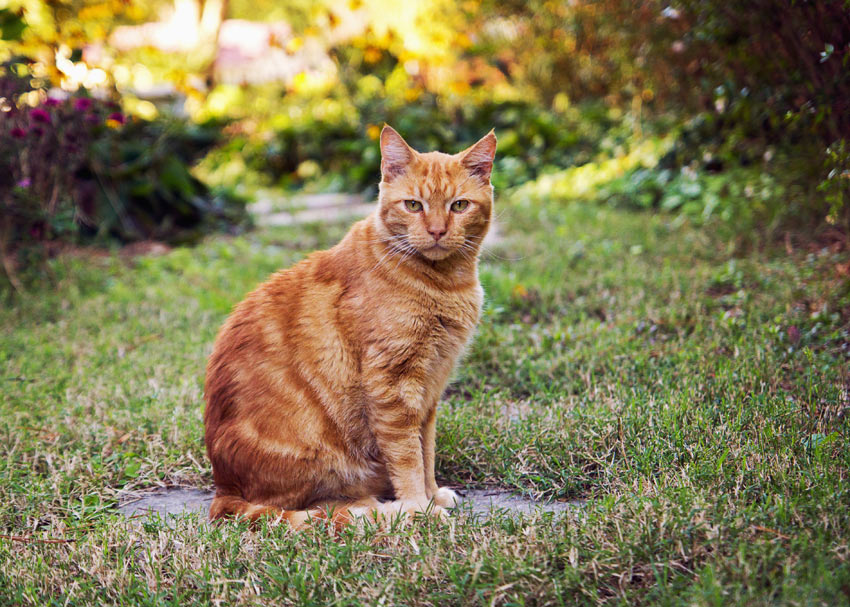En katt sitter i trädgården och är redo att utforska