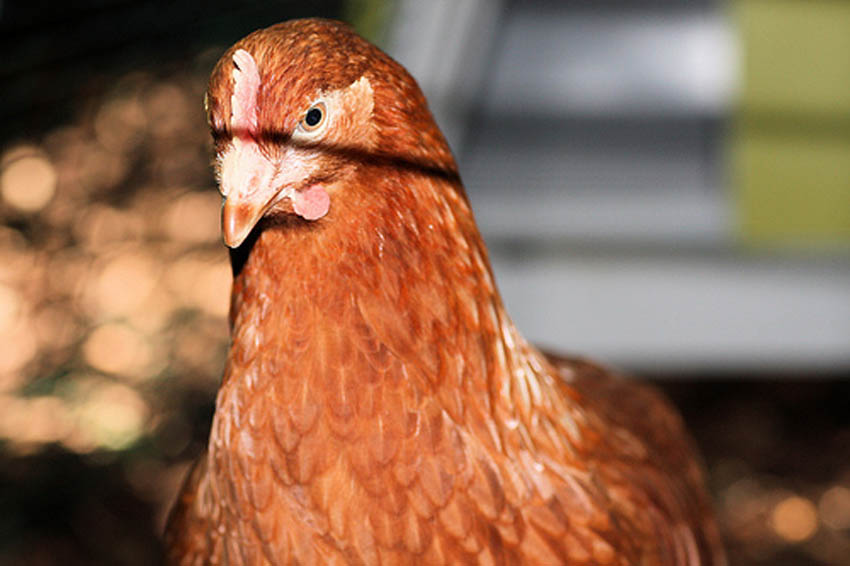 Gingernut Ranger Chickens
