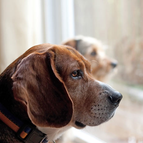 Two bored dogs left at home with nothing to do