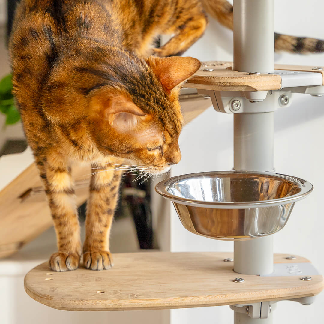 Cat Stainless Steel Food Bowl Omlet