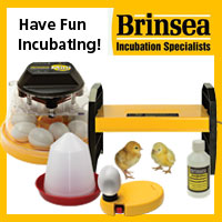 All you Need for Hatching Chicks...