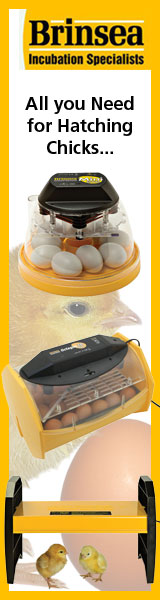All you Need for Hatching Chicks...