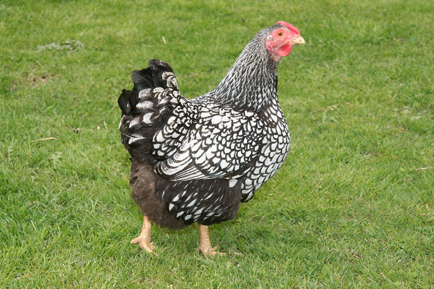 Wyandotte hen