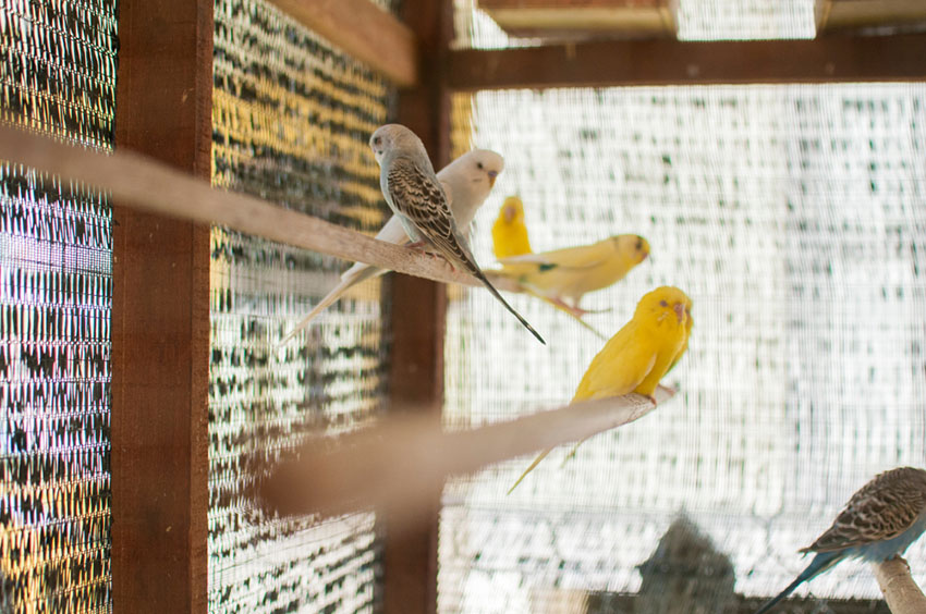 parakeets and other pets