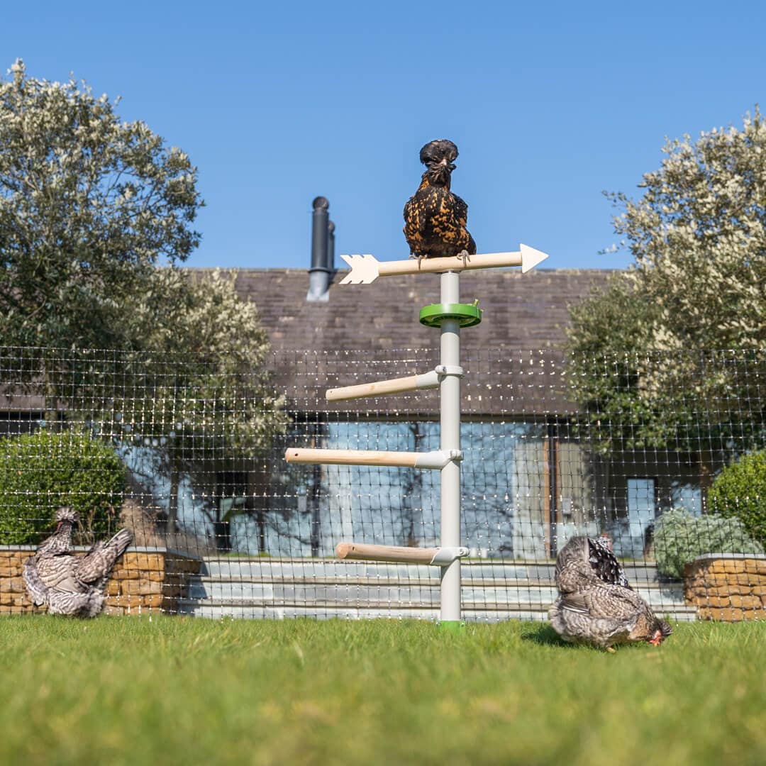 The chicken perch tree will be a beautiful, modern addition to your garden. Chicken flock playing with chicken toys and perching in the Garden Free Standing Chicken Perch Tree