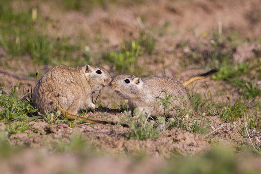 How Do Gerbils Survive In The Desert About Gerbils Gerbils Guide How Do Gerbils Survive In The Desert About Gerbils Gerbils Guide