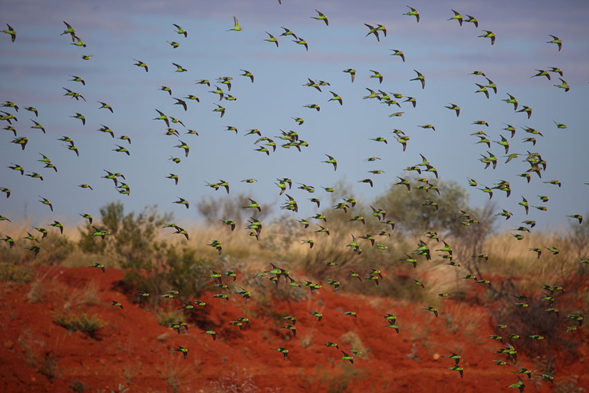 parakeet flock in the wild